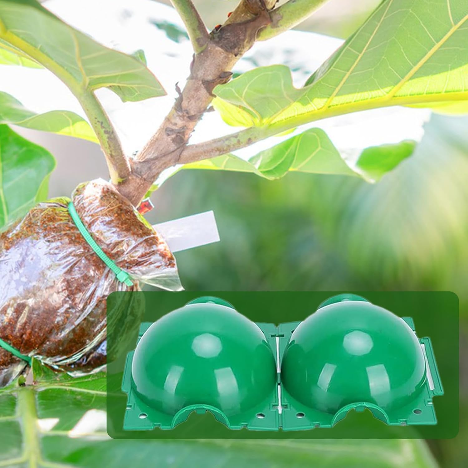 Reusable Plant Rooting Ball Ga - Smart Garden Box 评论和价格